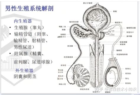 男人下体|解剖学高清图谱 男性生殖系统